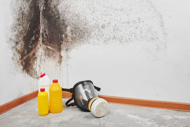 Best Mold Remediation for Specific Building Types in North Redington Beach, FL