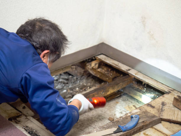 Best Attic Mold Remediation in North Redington Beach, FL