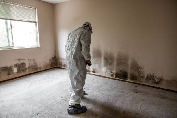 Best Insurance-Related Mold Remediation in North Redington Beach, FL