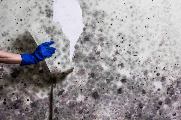 Best Industrial Mold Remediation in North Redington Beach, FL